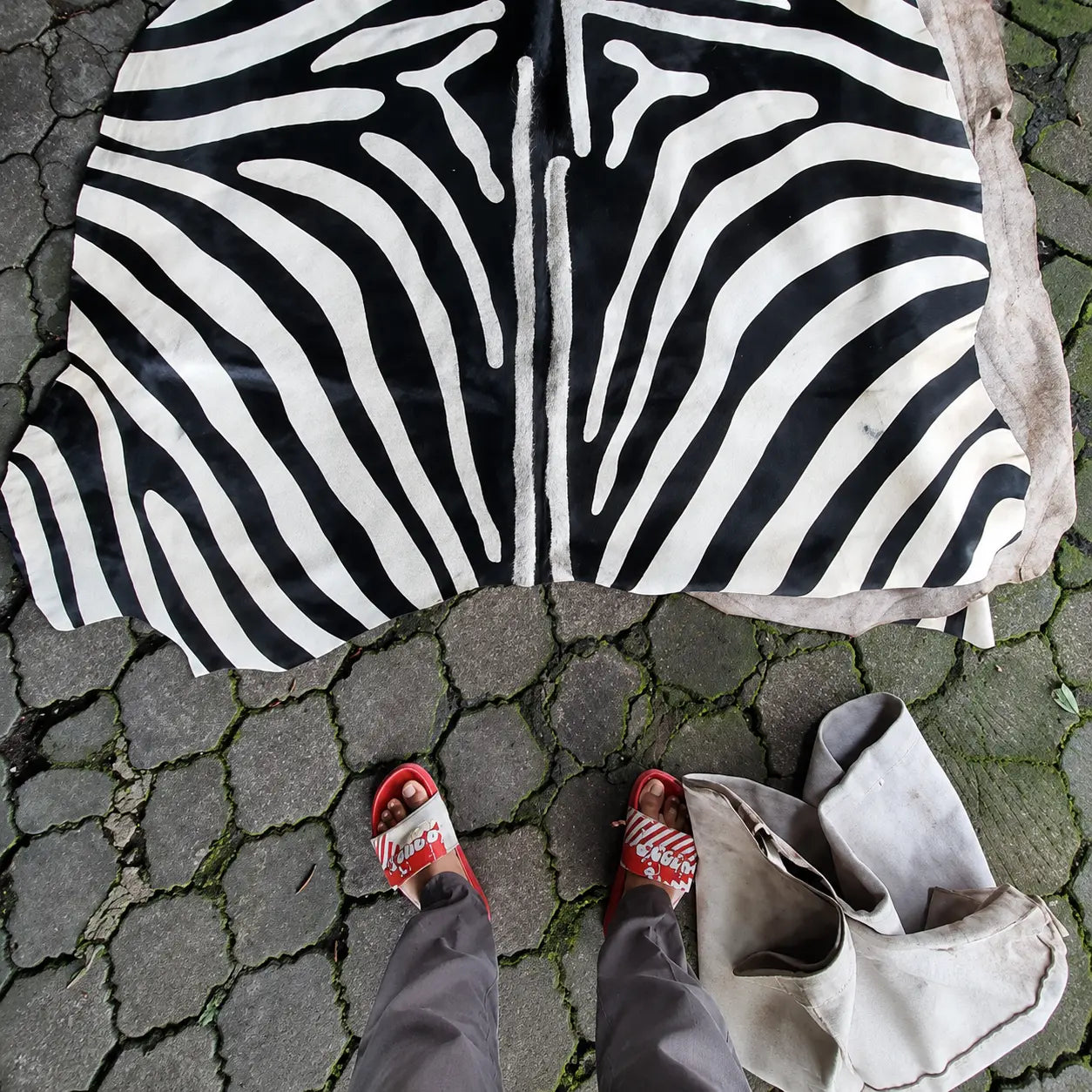 Person showing a zebra-painted cow hide sample on a stone pavement.